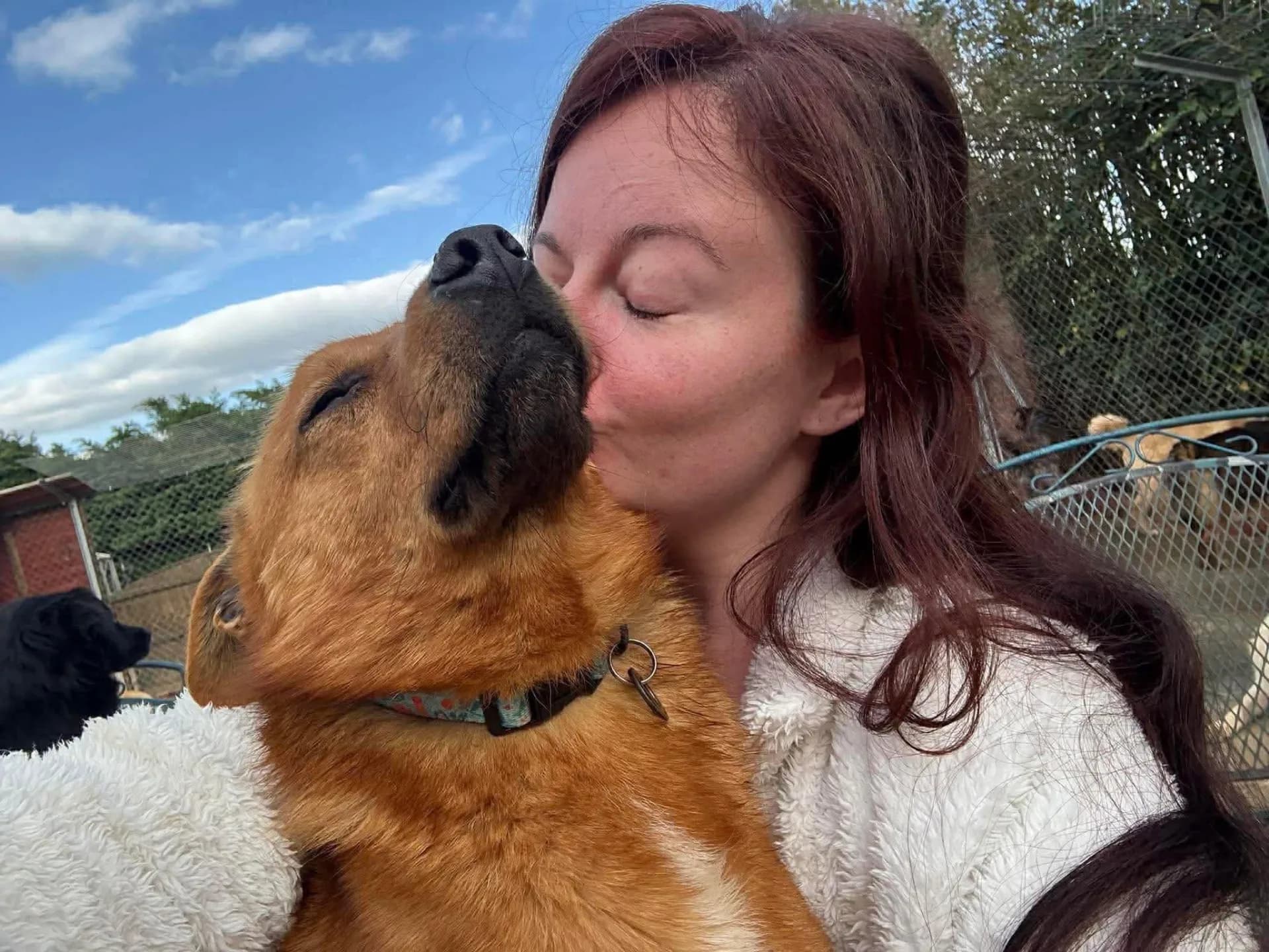 Eli — Mixed Breed