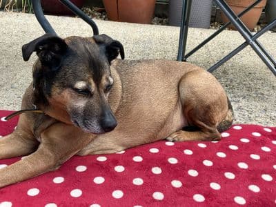 Lilly — Mixed Breed