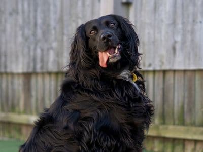 Ava — Mixed Breed