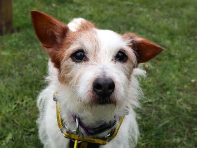 Rosy — Jack Russell Terrier