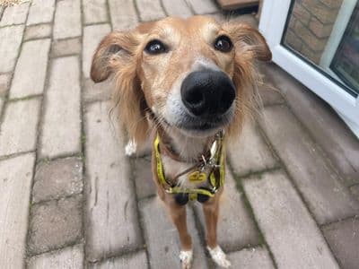 Lizzie Longlegs — Saluki Cross