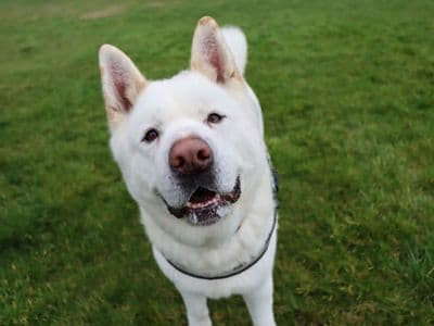 Ziggy — Akita