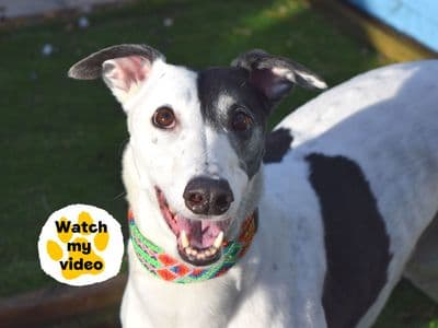 Patch — Greyhound