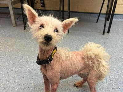 Dolly — West Highland White Terrier
