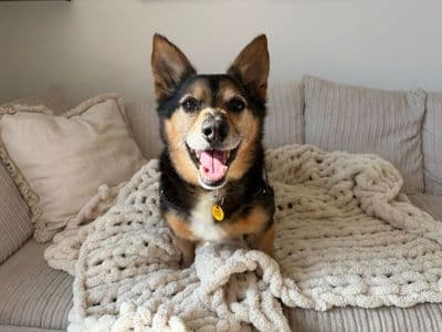 Lemmy — Pembroke Welsh Corgi Cross