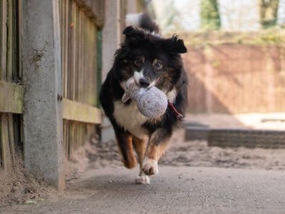 Miko — Border Collie
