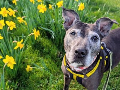Chelsea — Staffordshire Bull Terrier