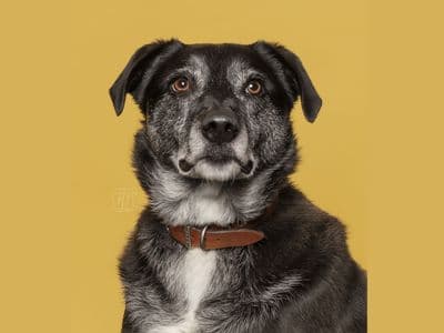Toby — Border Collie Cross