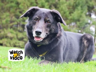Opie — Border Collie Cross