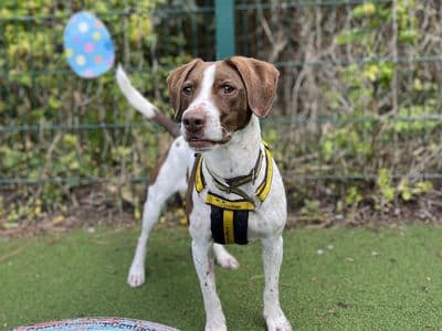 Archie — Springer Spaniel Cross
