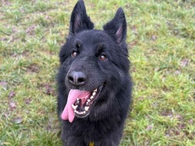 Keiser — German Shepherd Cross