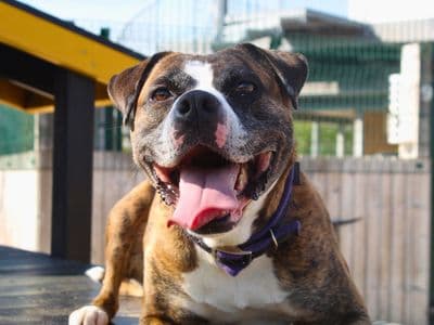 Rosie — Boxer Cross