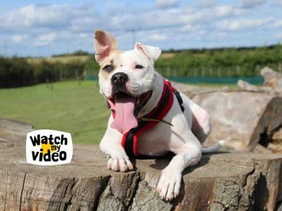 Della — American Bulldog