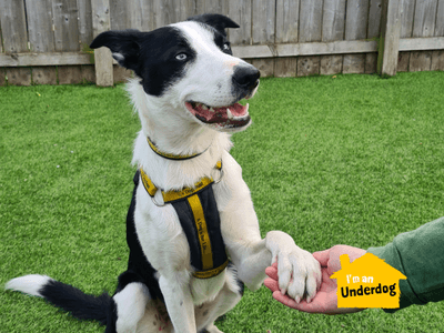 Hugo — Border Collie