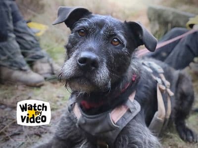 Brontë — Mixed Breed