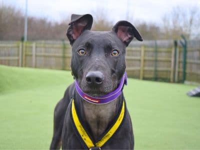 Pacino — Lurcher