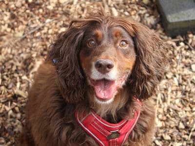 Dexter — Cocker Spaniel