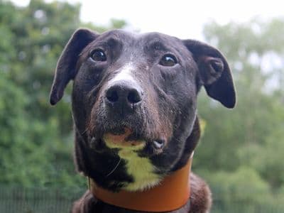Angus — Lurcher