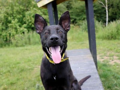 Levi — German Shepherd Cross