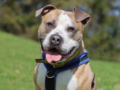 Buster — Staffordshire Bull Terrier Cross