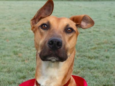 Charlie Harley — Lurcher