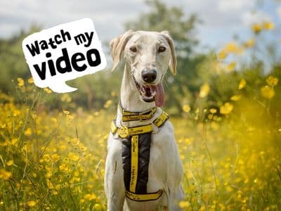 Wilbur — Lurcher