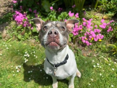 Skye — Staffordshire Bull Terrier