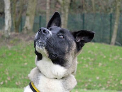 Yoshi — Akita