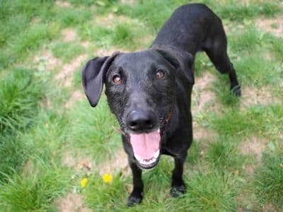 Kylo — Lurcher