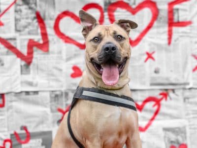 Malteser — Staffordshire Bull Terrier
