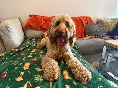 Koda — Miniature Poodle Cross