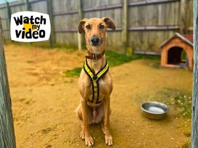 Harley — Lurcher