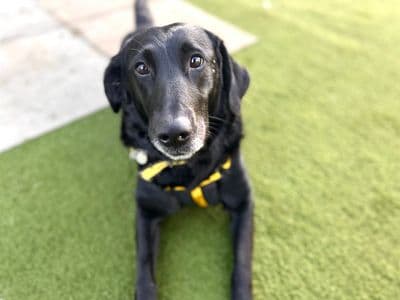 Pebbles — Labrador Retriever Cross