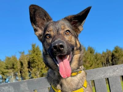 Luna — German Shepherd Cross