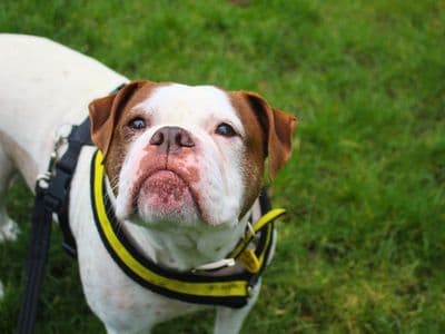 Zee — Bulldog