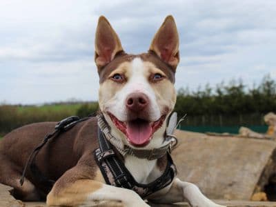 Poppy — Staffordshire Bull Terrier Cross