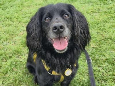 Benny — Springer Spaniel Cross