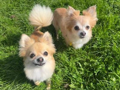 Joe — Chihuahua