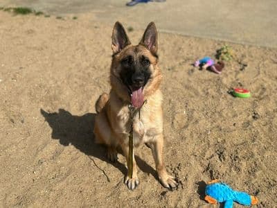 Miley — German Shepherd Cross