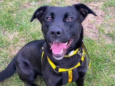 Scout — Labrador Retriever Cross