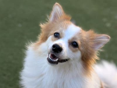 Bean — Mittel German Spitz Cross