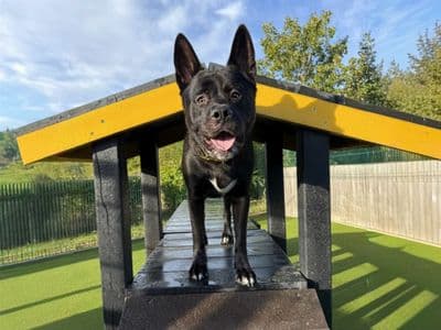 Malcolm — Akita