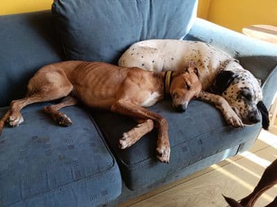 Duplo — Lurcher