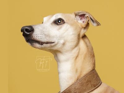 Kent — Lurcher
