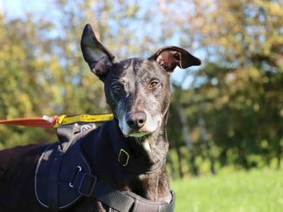 Danny — Greyhound