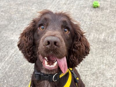Alvin — Cocker Spaniel