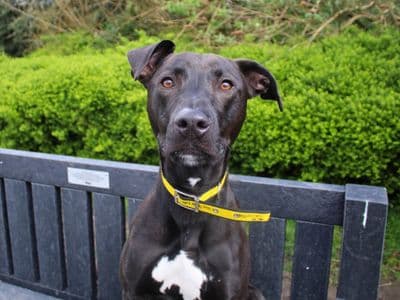 Milo — Lurcher