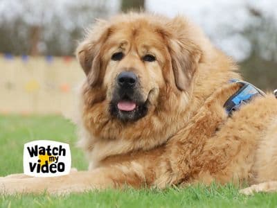Moana — Tibetan Mastiff Cross
