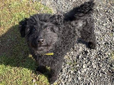 Beckett — Miniature Poodle