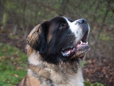 Lumi — St Bernard